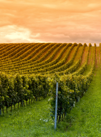 photo de vignes en fin de journée