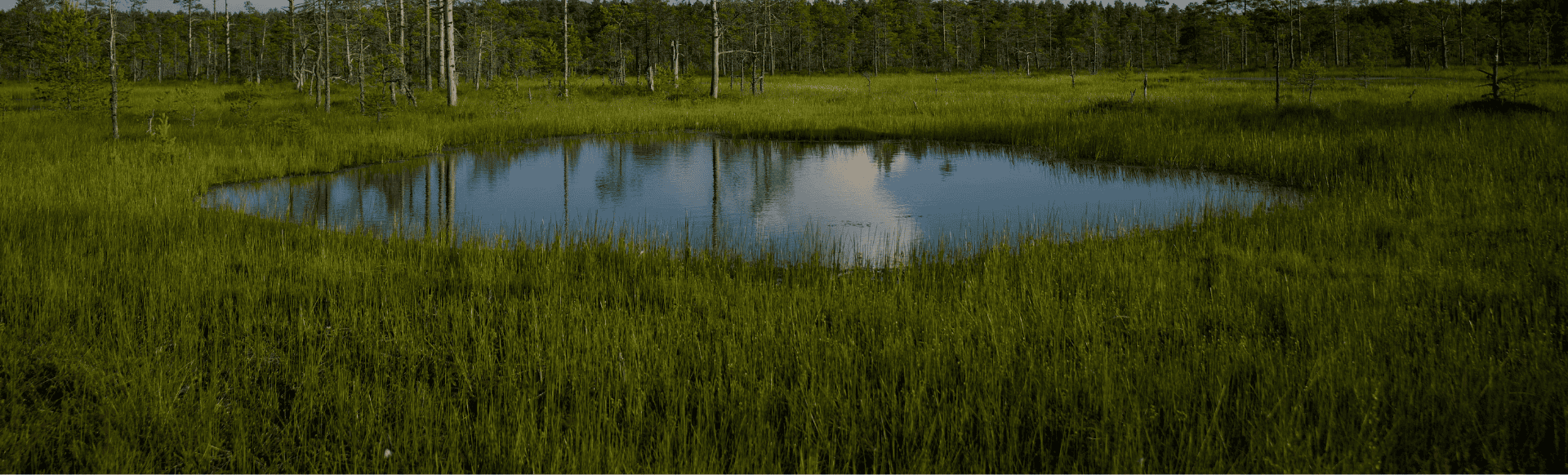 plan d'eau dans un champ